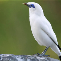 harga-pasaran-burung-jalak-bali