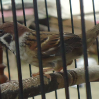 makanan-burung-gereja-agar-cepat-gacor