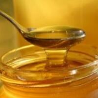 khasiat-madu-untuk-cucak-ijo