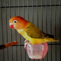 berapa-harga-vitamin-burung-lovebird-konslet