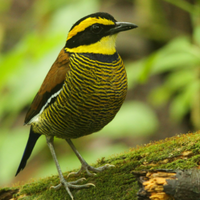 cara-merawat-burung-paok-pancawarna