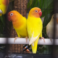 cara-mencetak-lovebird-lutino-mata-merah