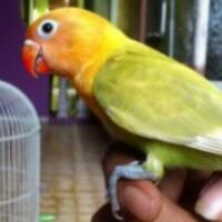 cara-mengetahui-umur-lovebird