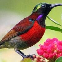 mengenal-jenis-burung-kolibri-yang-berasal-dari-indonesia