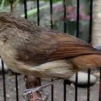 harga-burung-flamboyan