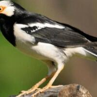 mengenal-keistimewaan-jalak-suren-harga-dan-suara