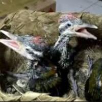 cara-ternak-burung-pelatuk-beras