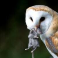 makanan-burung-hantu