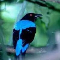 harga-burung-cucak-biru