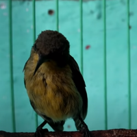 cara-merawat-kolibri-ninja-trotol