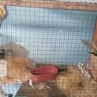 rahasia-ternak-burung-cucak-ijo-agar-berhasil