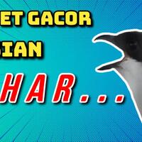 audio-masteran-pentet-gacor-full-isian-suara-kasar-cocok-untuk-masteran