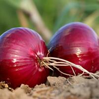 kenapa-bawang-merah-menjadi-bahan-yang-penting-untuk-masakan-intip-manfaatnya