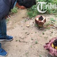 misteri-munculnya-banyak-bunga-bangkai-di-musuk-boyolali-ternyata-pertanda-cuaca