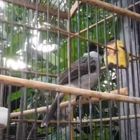 harga-pasaran-burung-kutilang