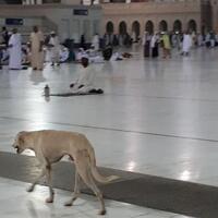 viral-video-penyiksaan-anjing-oleh-aparat-aceh-disebut-terkait-wisata-halal