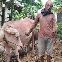 kisah-warga-klaten-pelihara-kebo-bule-tolak-dibeli-seharga-puluhan-juta-rupiah