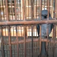 cara-merawat-burung-srigunting-biar-cepat-gacor