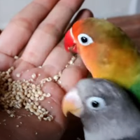 cara-menjinakan-burung-lovebird