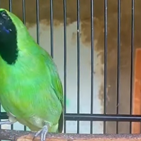 5-setingan-cucak-ijo-lomba-agar-mau-bongkar-isian