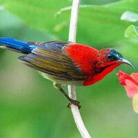 10-jenis-burung-kolibri-terbaik-di-indonesia