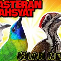 audio-masteran-suara-kasar-jenggot---rambatan---kinoi---pelatuk-bawang