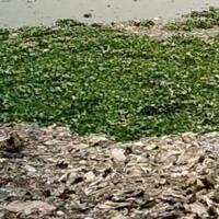 jorok-sampah-numpuk-di-waduk-pluit-selatan