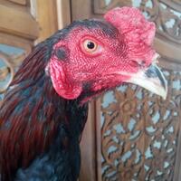 ayam-aduan-jamkid-jago-farm-085325705450