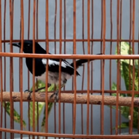 makanan-burung-kacer