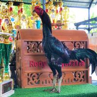 ayam-petarung-rj-farm-indonesia