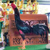ayam-petarung-rj-farm-indonesia