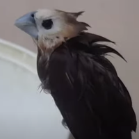 cara-menjinakkan-burung-emprit