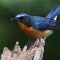 pasaran-harga-burung-tledekan-gunung