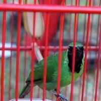 cara-mudah-membuat-cucak-ijo-agar-tampil-ngentrok-saat-lomba