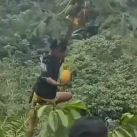 tragis-niatnya-mau-mengambil-pepaya-seorang-lelaki-ini-tumbang-bersama-pohonnya