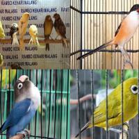 4-jenis-burung-kurang-cocok-dekat-dengan-kenari