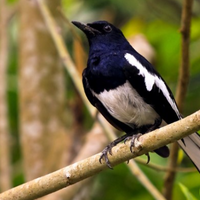 kacer-macet-bunyi-atasi-dengan-cara-ini-terbukti-ampuh