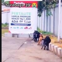 cuaca-panas-surabaya-tak-tertahan-segerombol-kambing-sampai-jalan-sempoyongan