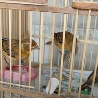 cara-membedakan-kenari-jantan-dan-betina-paud