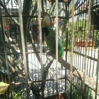 cara-merawat-cucak-ijo-agar-cepat-gacor