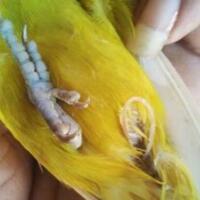 cara-merawat-burung-lovebird-yang-nyilet