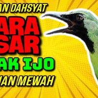 masteran-cucak-ijo-suara-kasar-full-isian