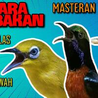 masteran-suara-nembak-ciblek-sawah---pleci-ngalas---konin-gacor-untuk-masteran