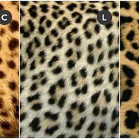 sering-dikira-sama-ini-perbedaan-cheetah-macan-tutul-dan-jaguar