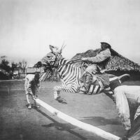 mengapa-zebra-tidak-pernah-menjadi-hewan-peliharaan-dan-tunggangan