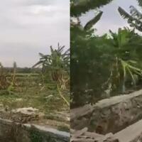 gegara-salam-dari-binjai-puluhan-pohon-pisang-ini-hancur-dipukuli-bocah