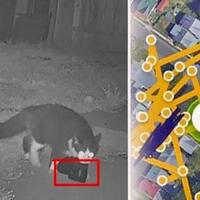 bukan-cuma-mitos-ini-fakta-fakta-yang-tidak-kamu-tahu-tentang-kucing