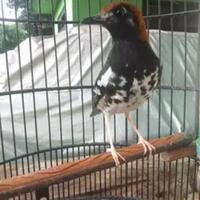 cara-mudah-merawat-burung-anis-kembang-agar-gacor