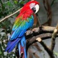 harga-burung-macaw