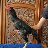 ayam-petarung-jamkid-jago-farm-085325705450